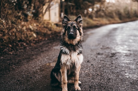 日本秋田犬(了解日本秋田犬：一种理想的家庭犬)