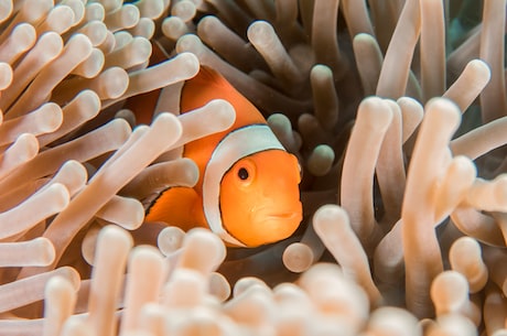 小丑鱼(热门水族宠物——小丑鱼)