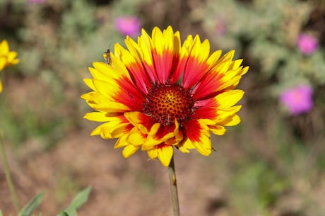 风信子花语(风信子花语，一生只爱你)