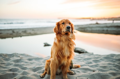 茶杯犬多少钱一只(茶杯犬多少钱一只？了解一下这个好养的宠物)