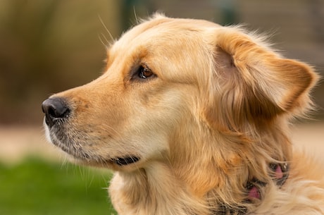 金毛猎犬(小心！世界上最可怕的狗——金毛猎犬)