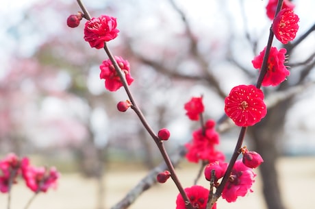 深巷明朝卖杏花(深巷明朝卖杏花，揭秘明朝时期的花市)