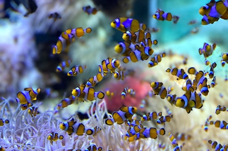 南美水族论坛(南美水族论坛：打开水族世界新视界！)