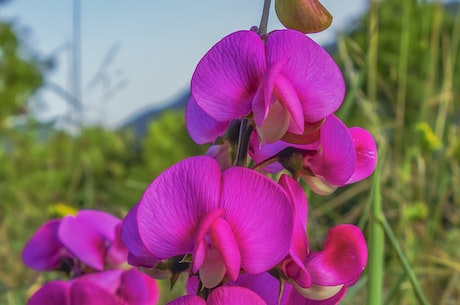 菊次郎的夏天钢琴谱(菊次郎的夏天钢琴谱：一首让人心静的音乐)